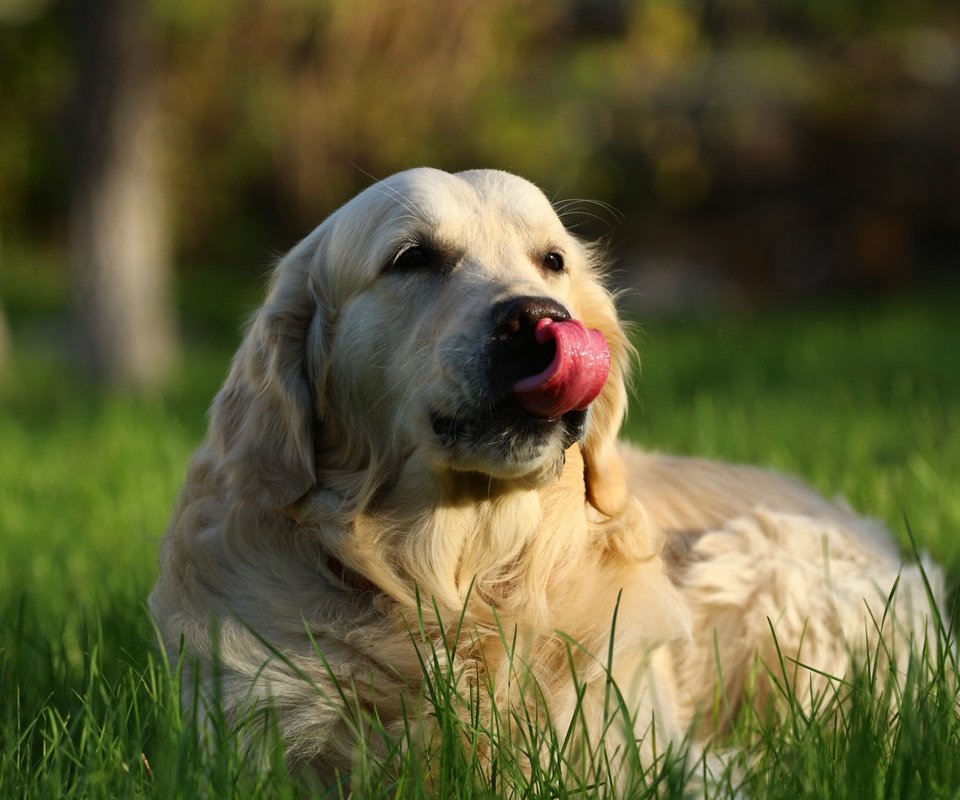 Обои собака, травка, язык, ретривер, золотистый ретривер, dog, weed, language, retriever, golden retriever разрешение 1920x1280 Загрузить