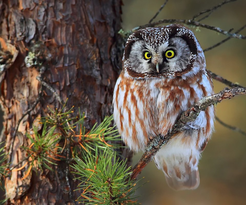 Обои сова, ветка, сидит, птица, ель, на, зеленоглазая, owl, branch, sitting, bird, spruce, on, green-eyed разрешение 2048x1365 Загрузить