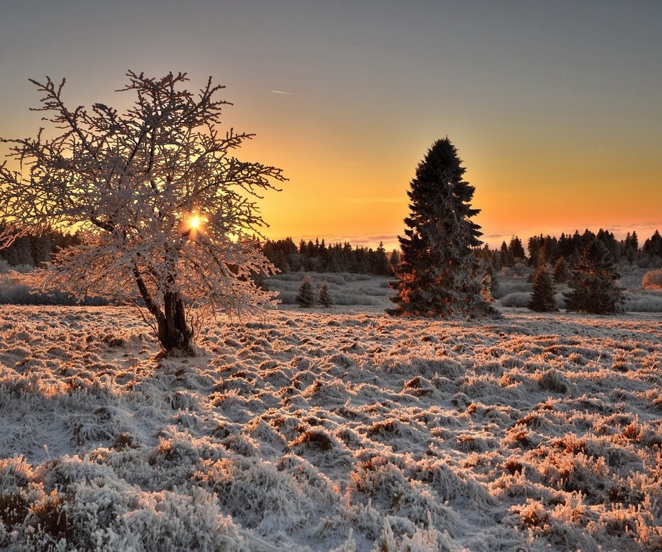 Обои свет, деревья, дерево, зима, утро, иней, light, trees, tree, winter, morning, frost разрешение 2560x1663 Загрузить