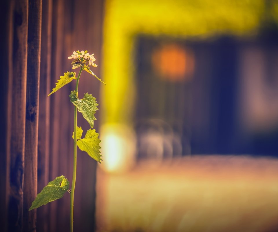 Обои трава, фон, забор, размытость, растение, grass, background, the fence, blur, plant разрешение 2560x1607 Загрузить