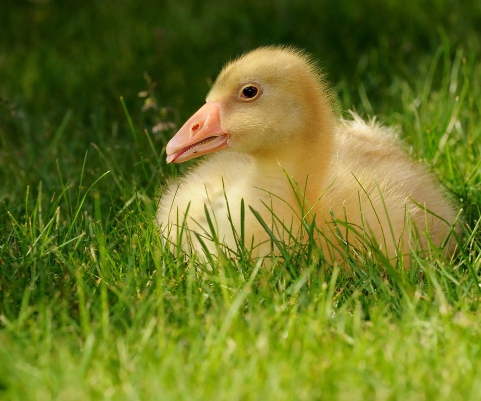 Обои трава, гусенок, птенец, природа, лето, птица, малыш, язык, гусь, grass, gosling, chick, nature, summer, bird, baby, language, goose разрешение 3337x1877 Загрузить