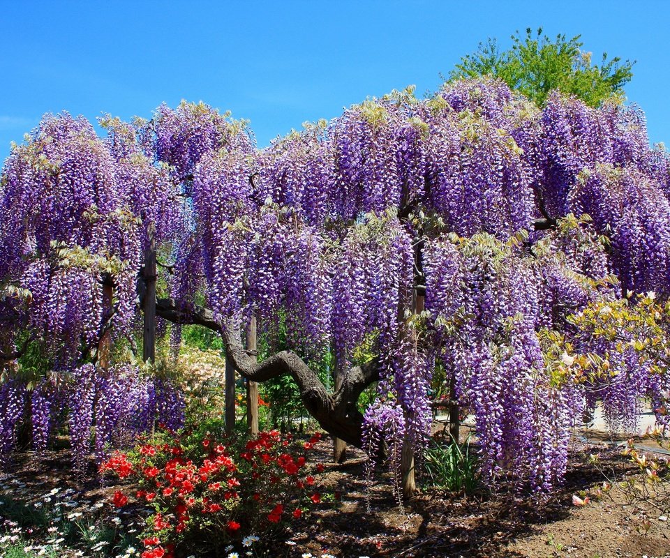 Обои деревья, цветение, парк, весна, тюльпаны, глициния, вистерия, trees, flowering, park, spring, tulips, wisteria разрешение 4000x2667 Загрузить