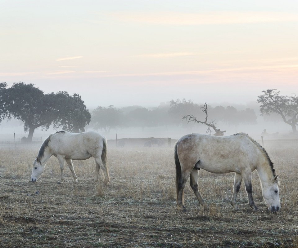 Обои утро, туман, кони, morning, fog, horses разрешение 2048x1356 Загрузить