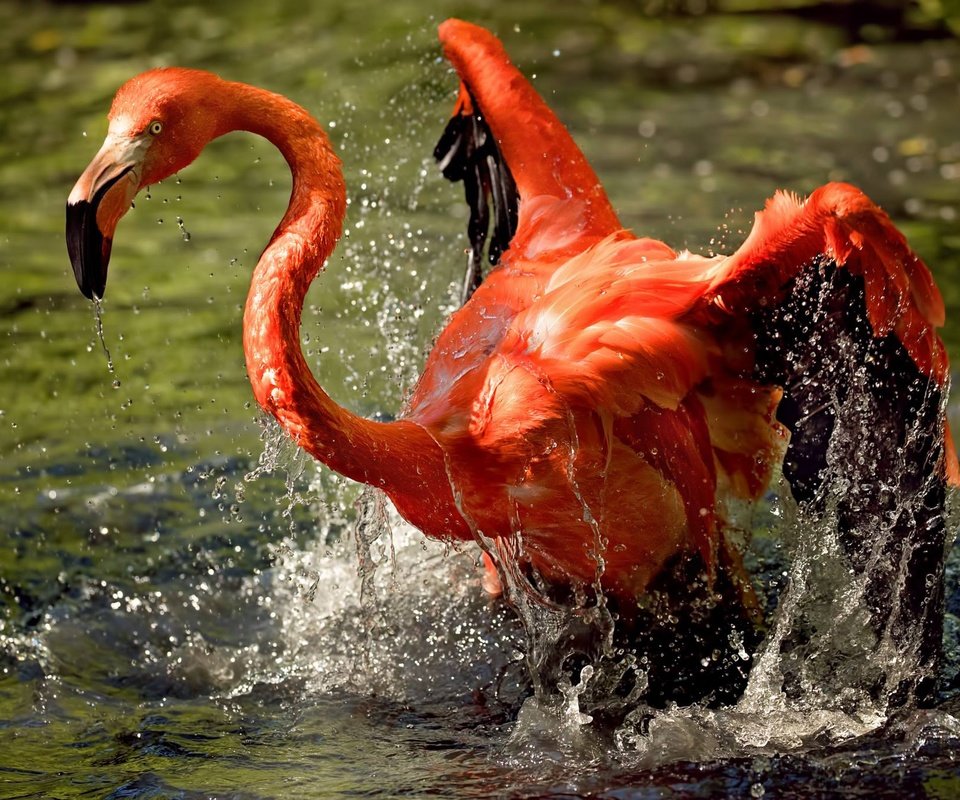 Обои вода, фламинго, крылья, брызги, птица, клюв, оперение, water, flamingo, wings, squirt, bird, beak, tail разрешение 2048x1365 Загрузить