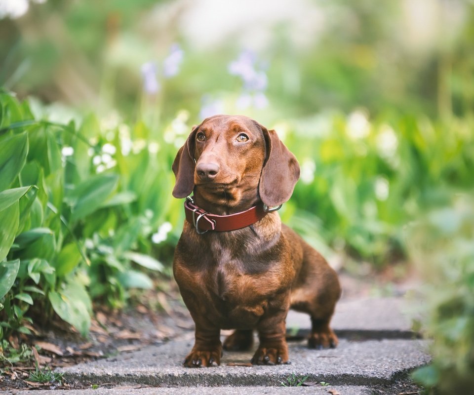 Обои зелень, взгляд, собака, друг, ошейник, такса, greens, look, dog, each, collar, dachshund разрешение 2048x1365 Загрузить