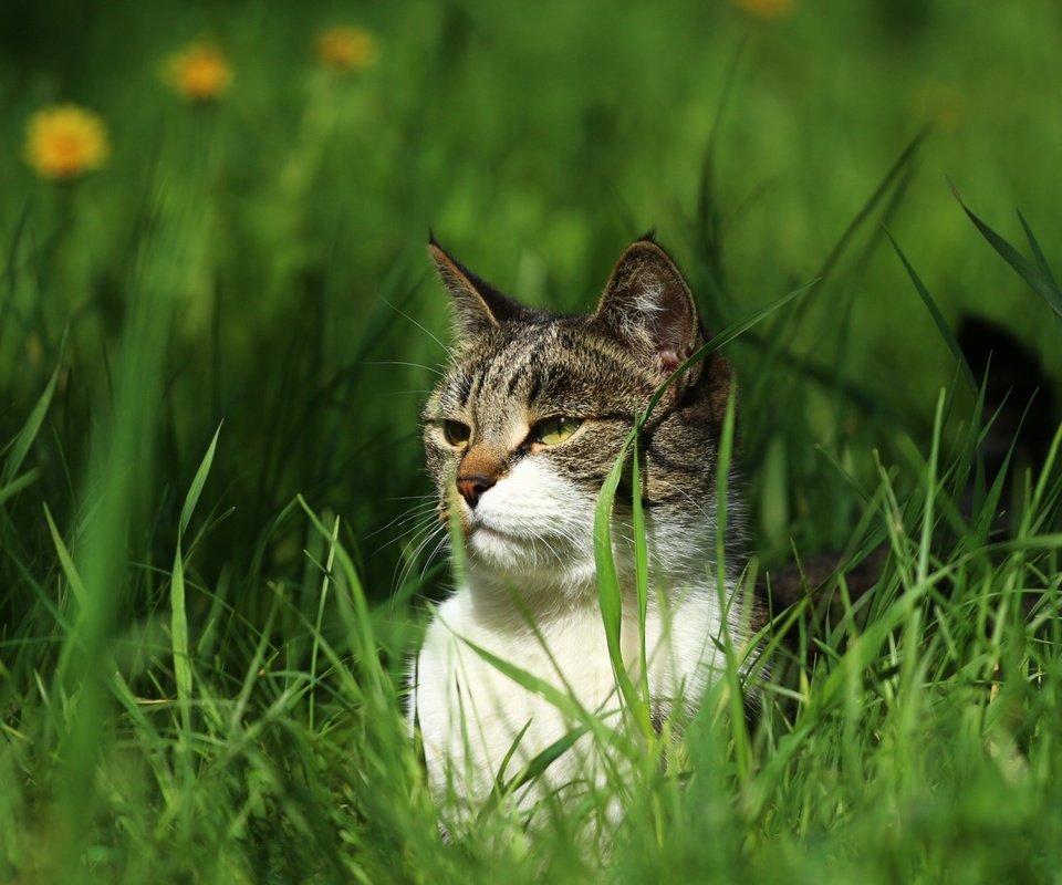 Обои глаза, зелень, кот, мордочка, кошка, взгляд, травка, киса, eyes, greens, cat, muzzle, look, weed, kitty разрешение 1920x1280 Загрузить