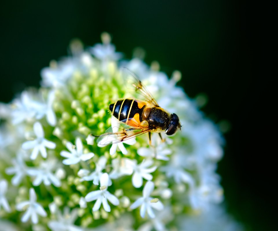 Обои насекомое, цветок, черный фон, муха, журчалка, jazzmatica, insect, flower, black background, fly, gorzalka разрешение 4896x2760 Загрузить