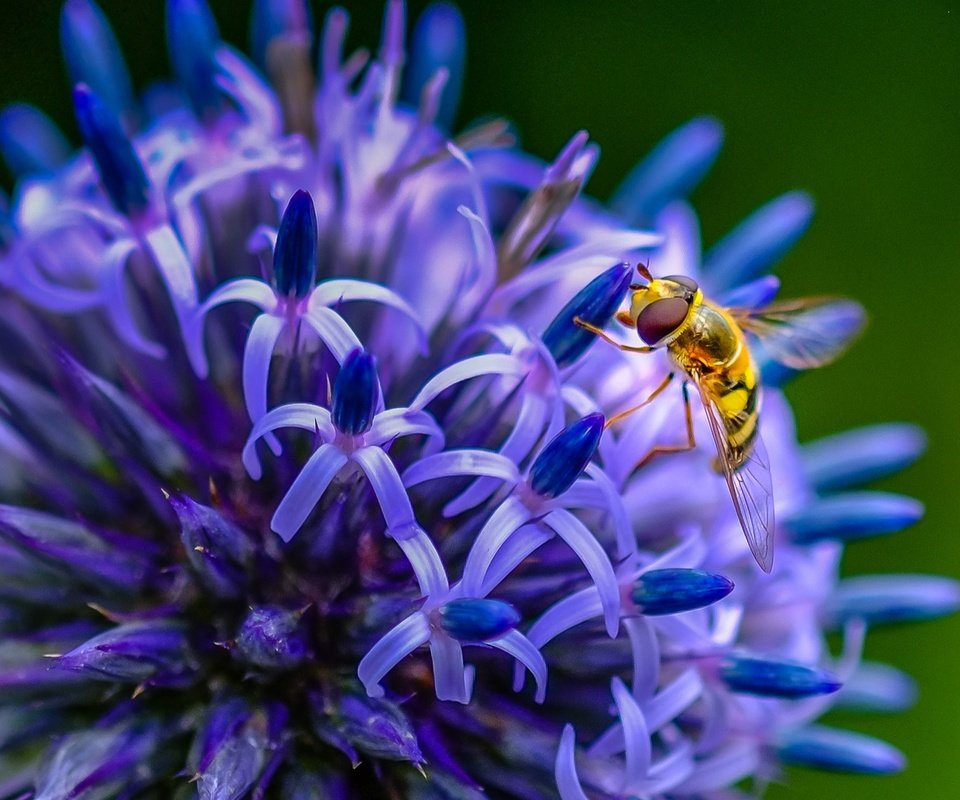 Обои насекомое, цветок, пчела, insect, flower, bee разрешение 1938x1276 Загрузить