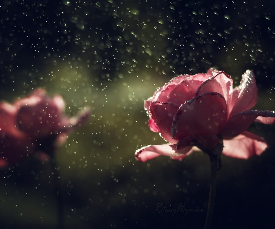 Обои цветы, капли, розы, лепестки, дождь, flowers, drops, roses, petals, rain разрешение 1920x1200 Загрузить