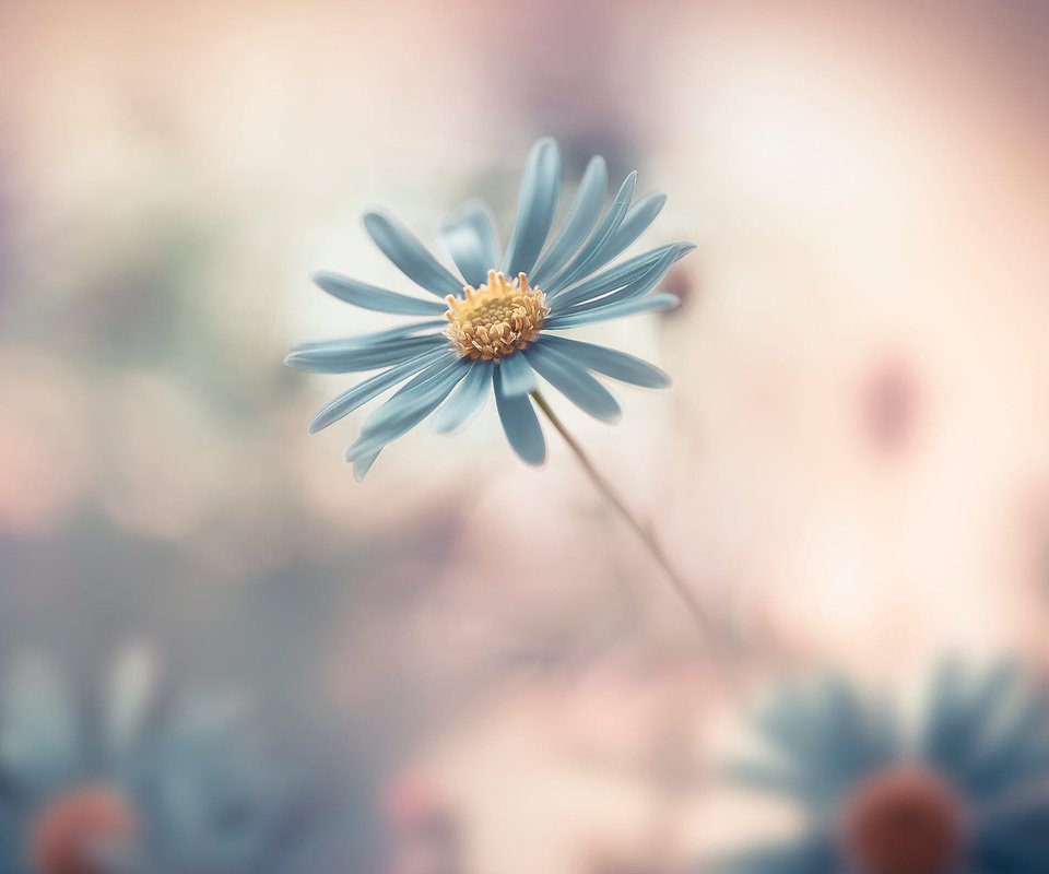 Обои цветок, лепестки, размытость, маргаритка, flower, petals, blur, daisy разрешение 1920x1200 Загрузить