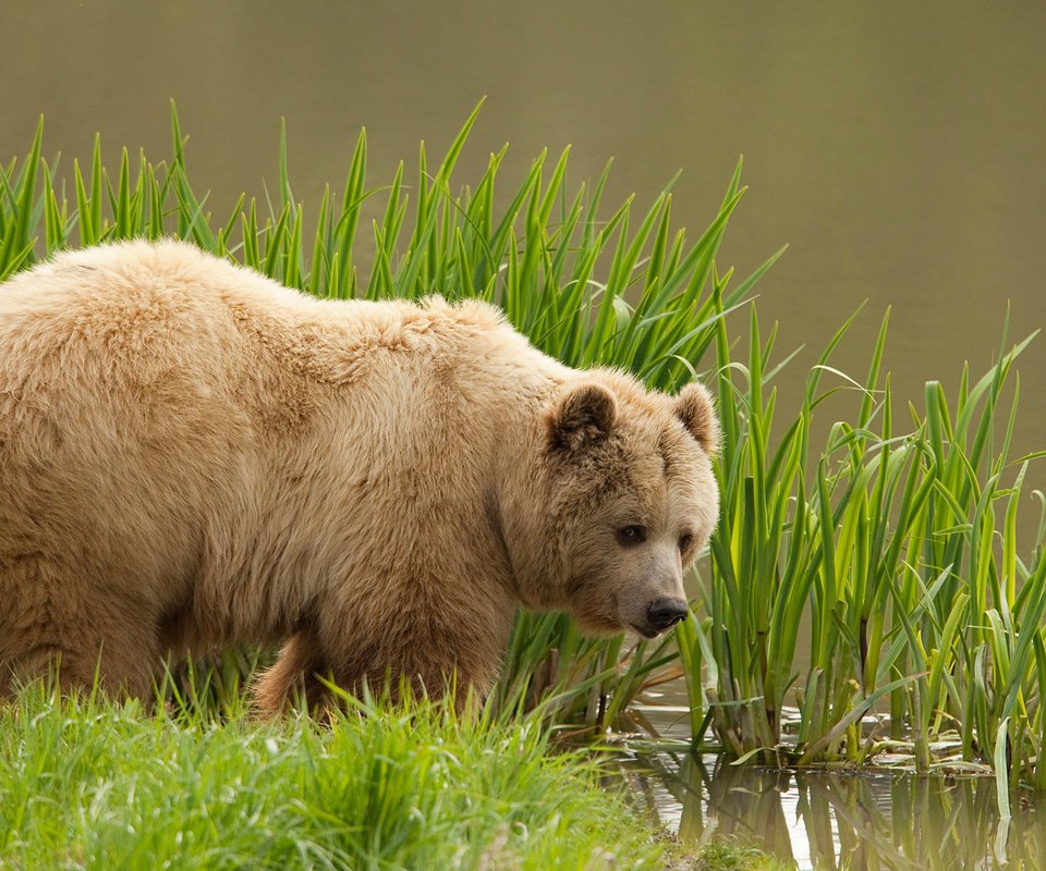 Обои трава, вода, медведь, бурый медведь, grass, water, bear, brown bear разрешение 1920x1200 Загрузить