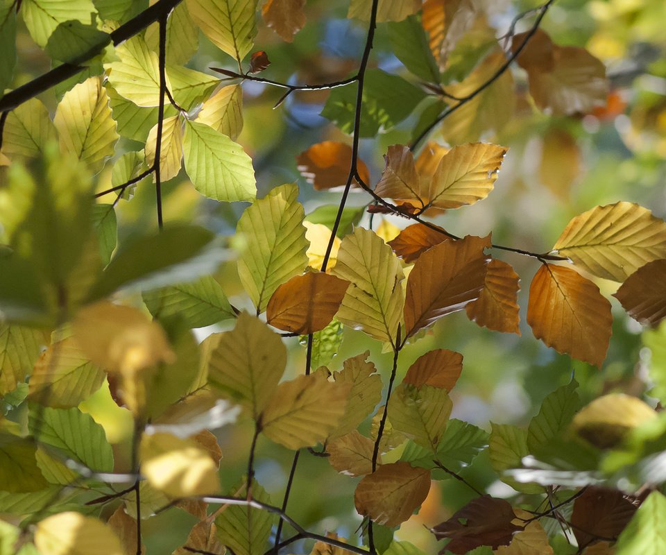 Обои природа, листья, макро, ветки, осень, вяз, nature, leaves, macro, branches, autumn, elm разрешение 1920x1200 Загрузить