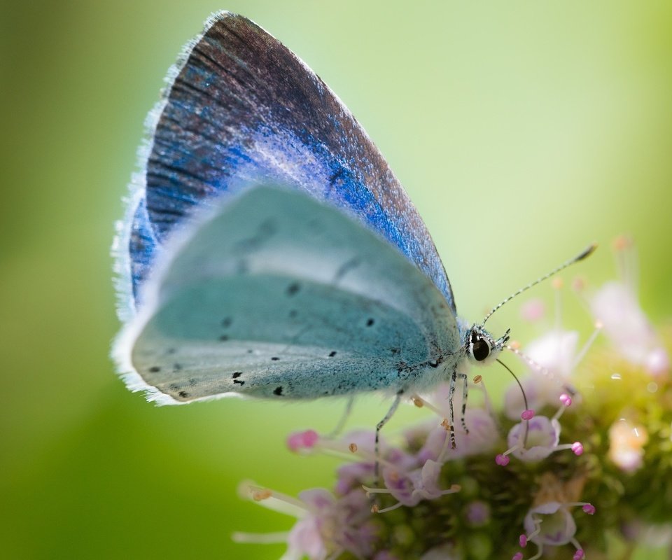 Обои макро, фон, цветок, бабочка, macro, background, flower, butterfly разрешение 1920x1200 Загрузить