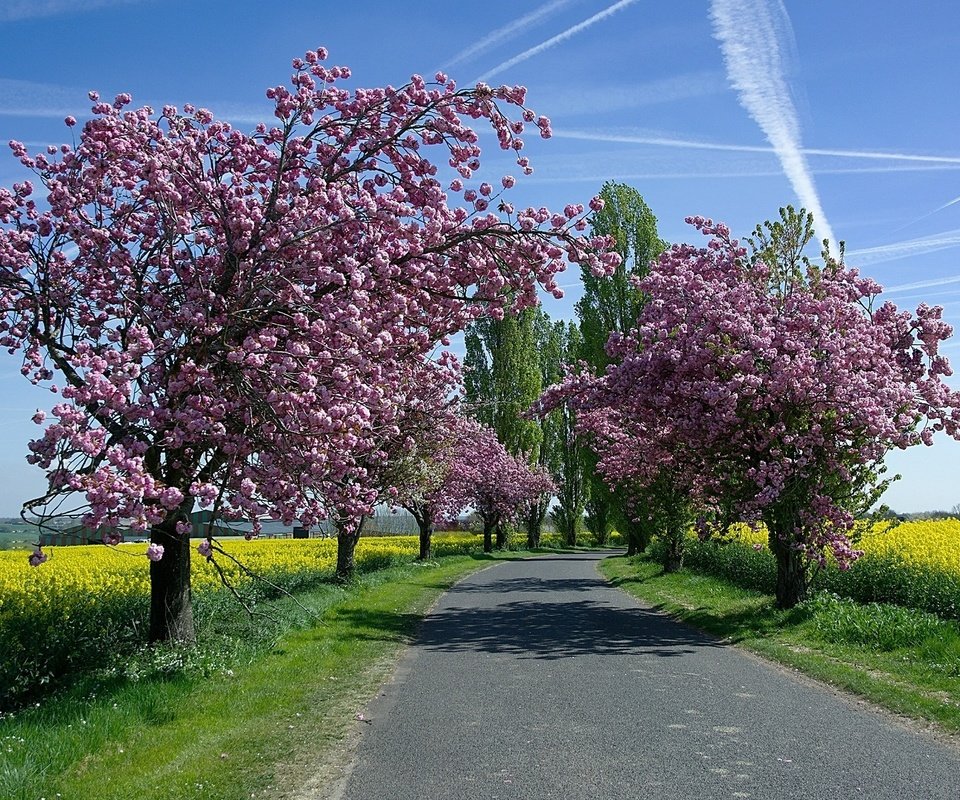 Обои небо, дорога, деревья, солнце, цветение, поля, весна, рапс, the sky, road, trees, the sun, flowering, field, spring, rape разрешение 1920x1200 Загрузить