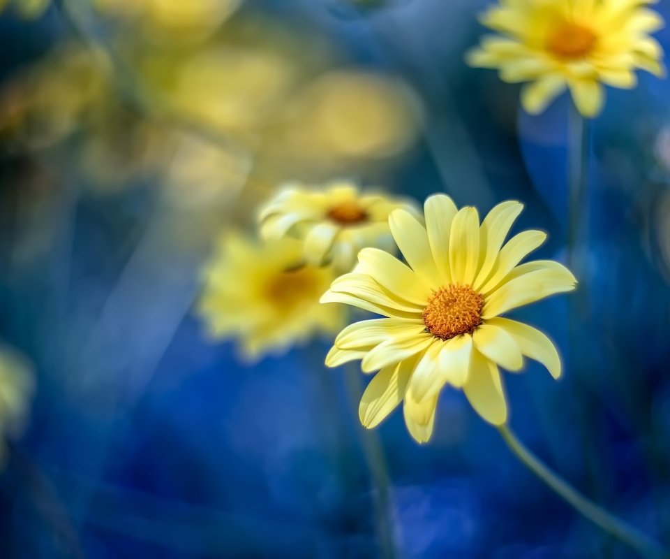 Обои цветы, природа, размытость, весна, ромашки, flowers, nature, blur, spring, chamomile разрешение 2500x1712 Загрузить