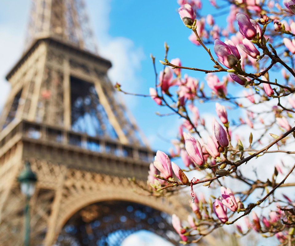 Обои париж, весна, франция, эйфелева башня, магнолия, paris, spring, france, eiffel tower, magnolia разрешение 2880x1800 Загрузить
