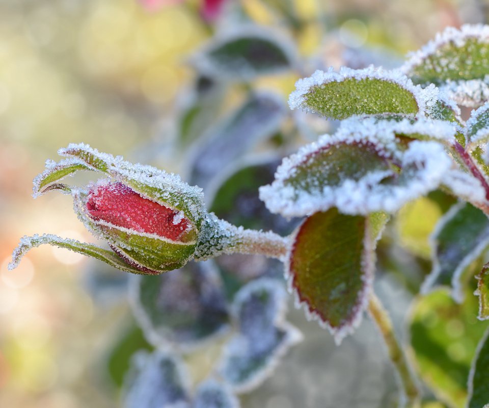 Обои снег, листья, цветок, иней, роза, бутон, snow, leaves, flower, frost, rose, bud разрешение 1920x1200 Загрузить