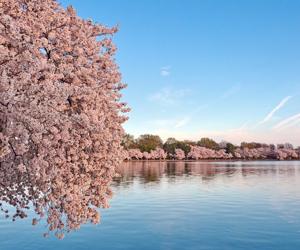 Обои небо, вода, цветение, пейзаж, весна, сакура, the sky, water, flowering, landscape, spring, sakura разрешение 1920x1080 Загрузить