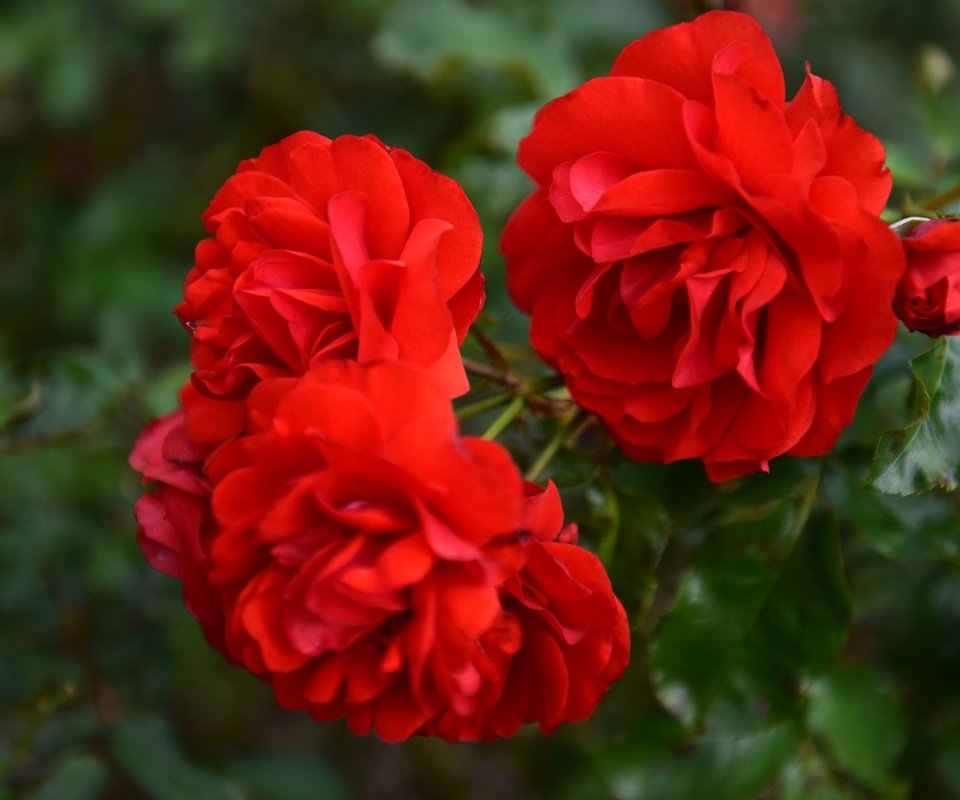 Обои цветы, ветка, листья, макро, розы, красные розы, flowers, branch, leaves, macro, roses, red roses разрешение 2880x1800 Загрузить