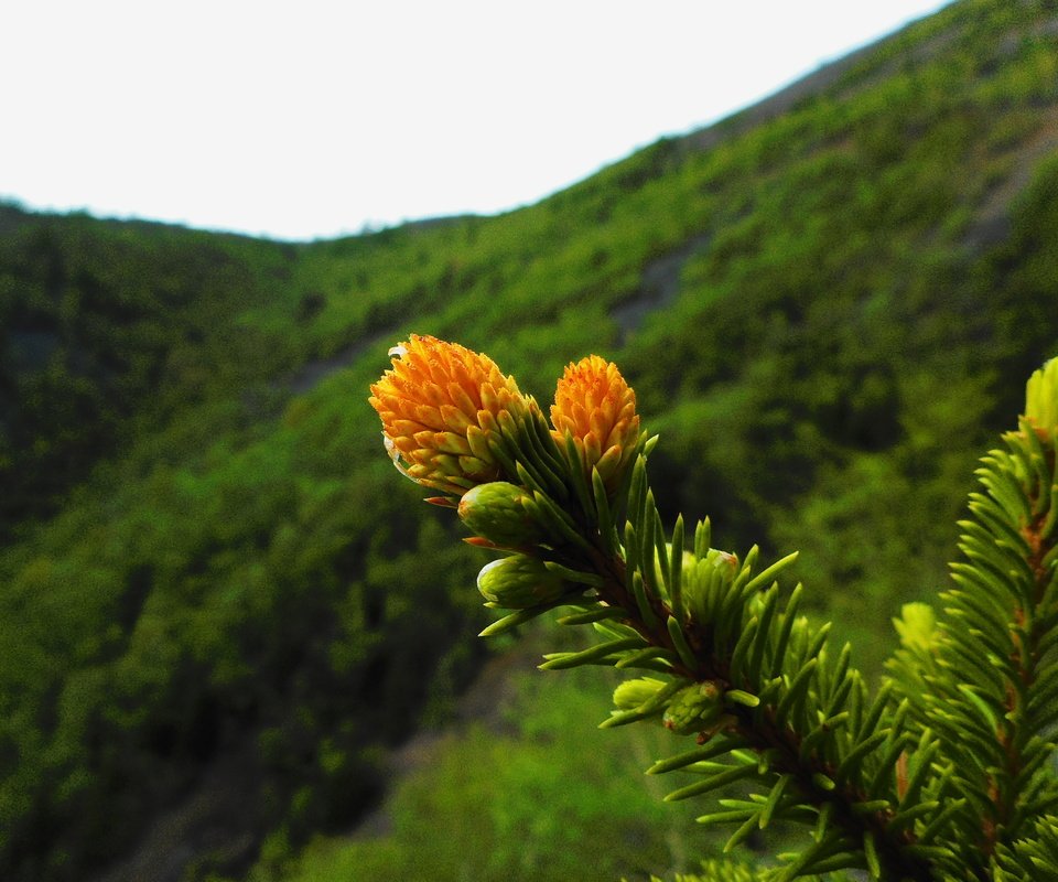 Обои ветка, природа, растения, хвоя, фон, иголки, branch, nature, plants, needles, background разрешение 3648x2736 Загрузить