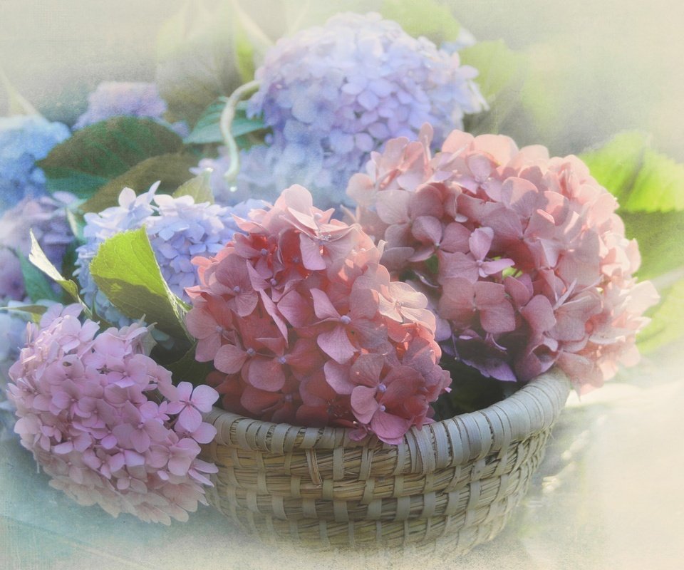 Обои цветы, размытость, соцветия, корзинка, гортензия, flowers, blur, inflorescence, basket, hydrangea разрешение 2048x1297 Загрузить