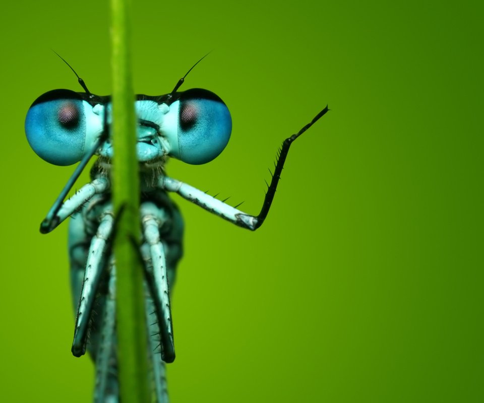 Обои глаза, макро, насекомое, фон, стрекоза, eyes, macro, insect, background, dragonfly разрешение 2560x1600 Загрузить