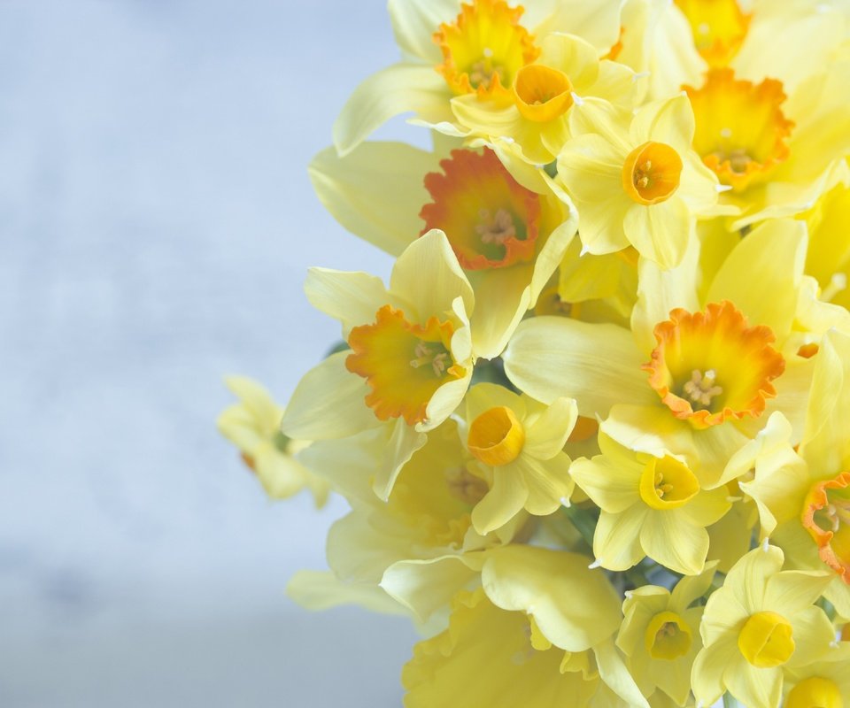Обои цветы, фон, букет, нарциссы, flowers, background, bouquet, daffodils разрешение 2880x1920 Загрузить
