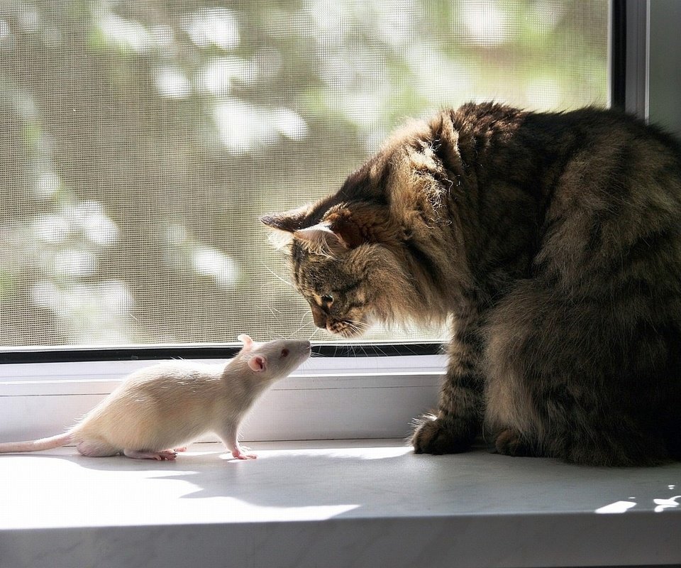 Обои кот, кошка, окно, дружба, крыса, подоконник, знакомство, cat, window, friendship, rat, sill, familiarity разрешение 1920x1440 Загрузить