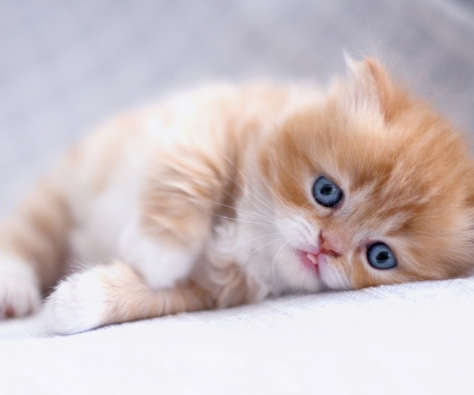 Обои глаза, кот, кошка, взгляд, котенок, рыжий, персидская кошка, eyes, cat, look, kitty, red, persian cat разрешение 1920x1200 Загрузить