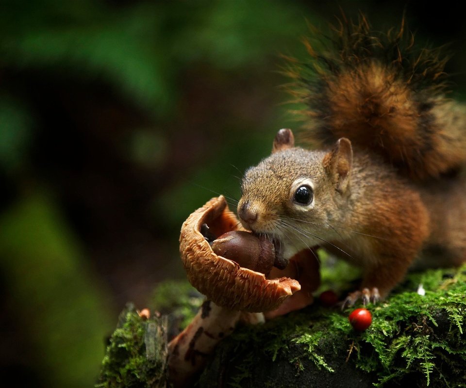 Обои гриб, мох, животное, белка, желудь, грызун, mushroom, moss, animal, protein, acorn, rodent разрешение 2048x1365 Загрузить