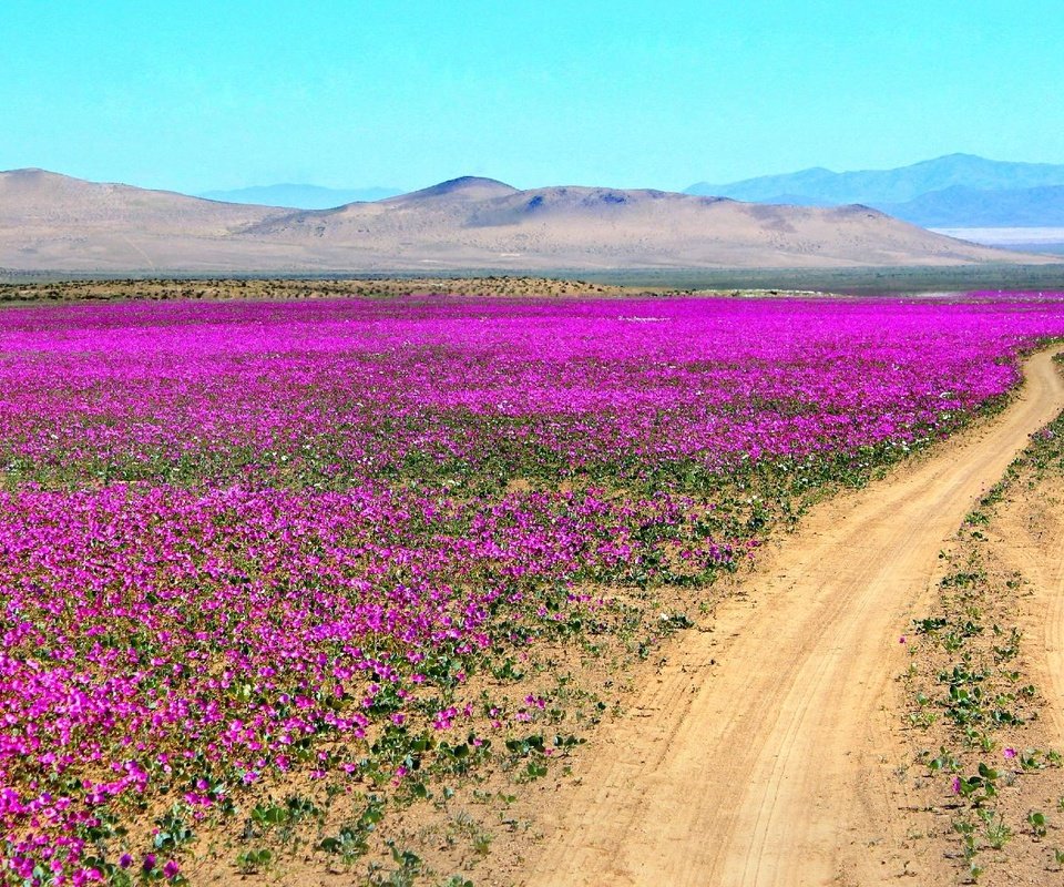 Обои дорога, цветы, горы, пустыня, чили, атакама, road, flowers, mountains, desert, chile, atacama разрешение 2000x1102 Загрузить