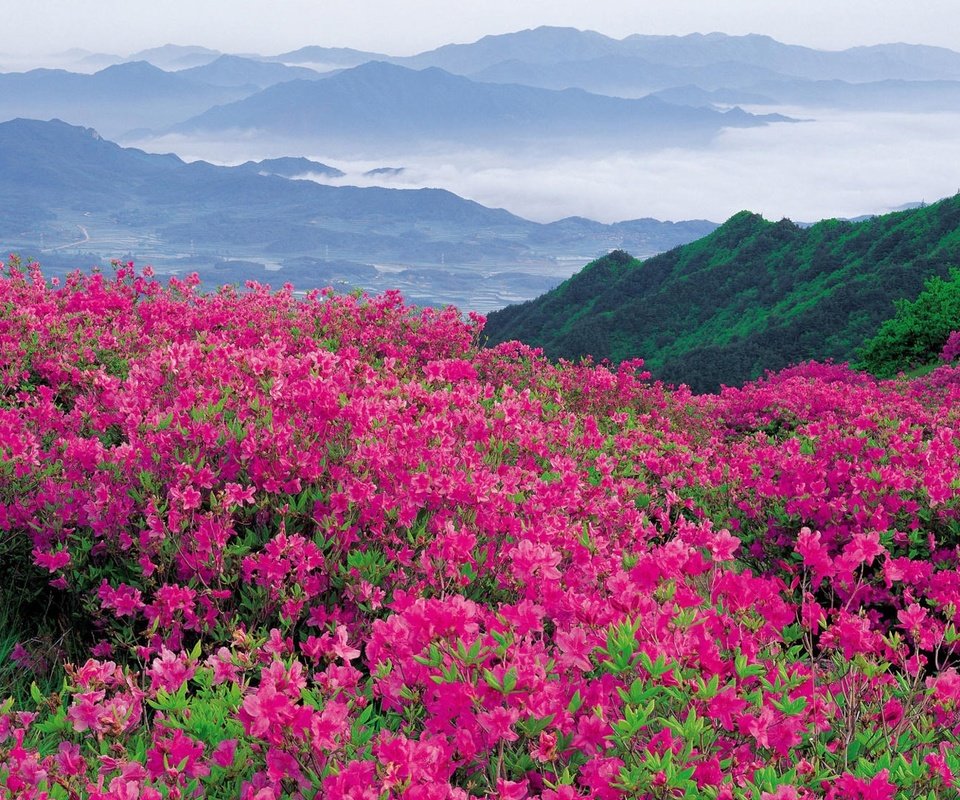 Обои цветы, природа, склон, гора, долина, рододендроны, flowers, nature, slope, mountain, valley, rhododendrons разрешение 1920x1080 Загрузить