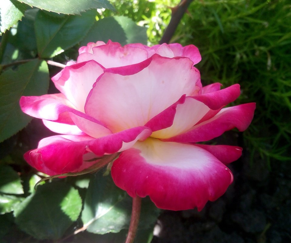 Обои цветы, роза, розовая, flowers, rose, pink разрешение 4096x2304 Загрузить