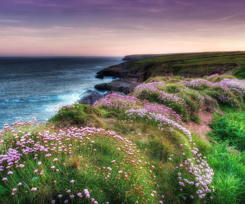 Обои цветы, вечер, скалы, берег, море, побережье, flowers, the evening, rocks, shore, sea, coast разрешение 2560x1707 Загрузить