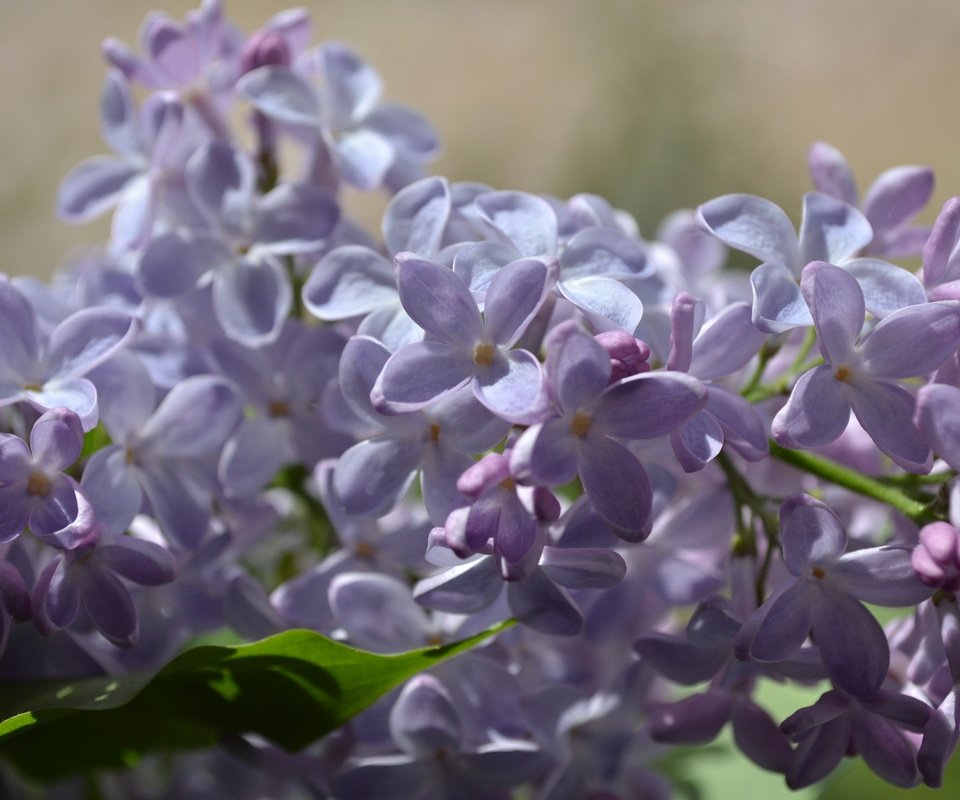 Обои цветы, цветение, весна, соцветия, сирень, flowers, flowering, spring, inflorescence, lilac разрешение 3456x2304 Загрузить