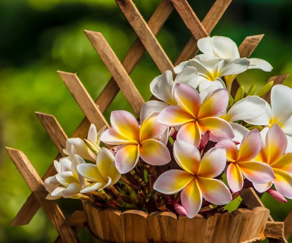 Обои цветы, лепестки, горшок, плюмерия, франжипани, flowers, petals, pot, plumeria, frangipani разрешение 2048x1361 Загрузить