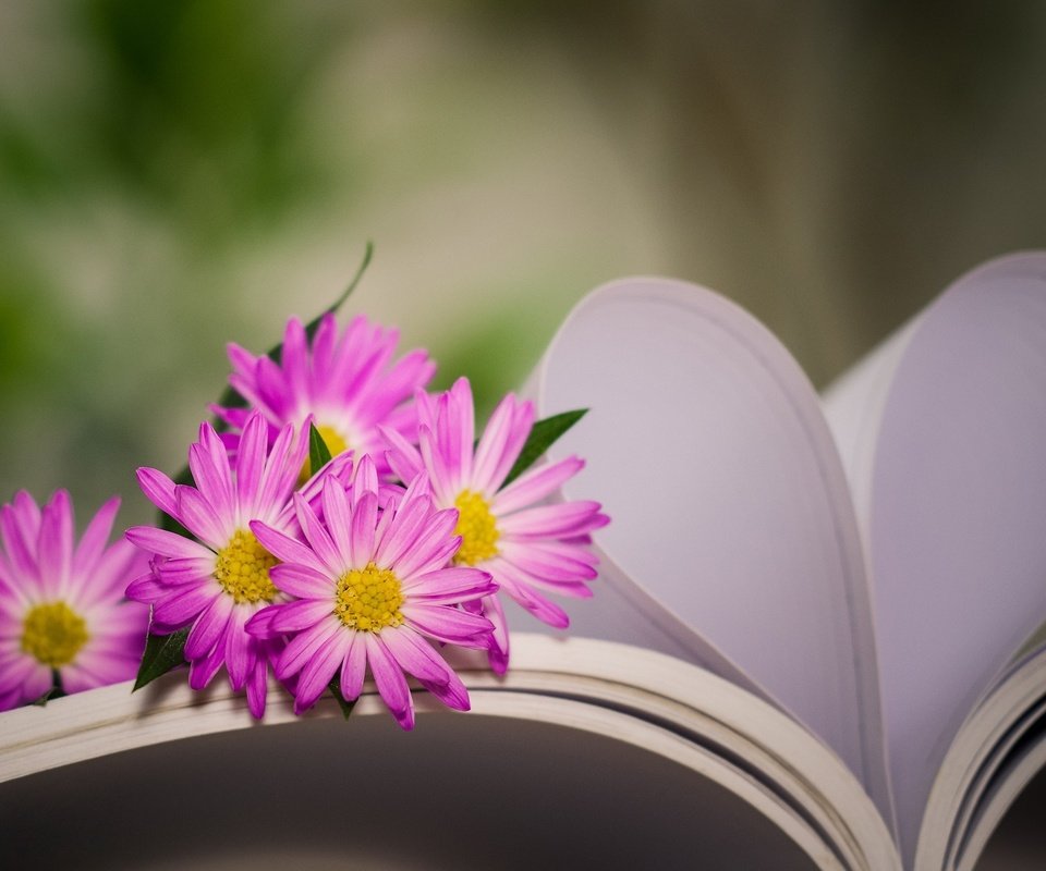 Обои цветы, сердце, книга, хризантемы, боке, страницы, flowers, heart, book, chrysanthemum, bokeh, page разрешение 2048x1362 Загрузить