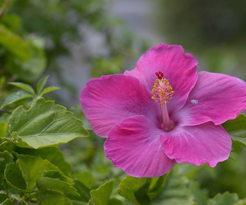 Обои листья, цветок, лепестки, розовый, гибискус, leaves, flower, petals, pink, hibiscus разрешение 2880x1920 Загрузить