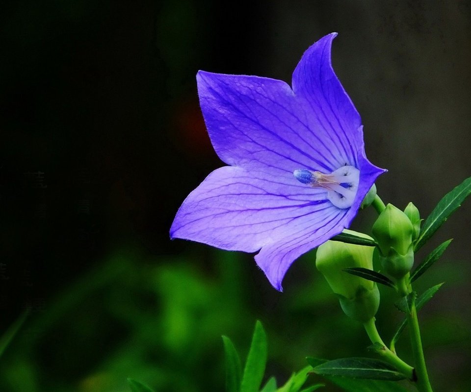 Обои цветок, голубой, черный фон, колокольчик, flower, blue, black background, bell разрешение 1920x1080 Загрузить