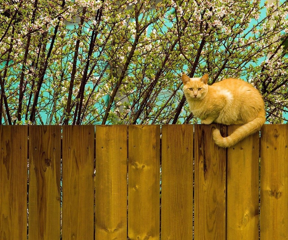 Обои цветение, кот, кошка, забор, весна, рыжий, flowering, cat, the fence, spring, red разрешение 2560x1600 Загрузить