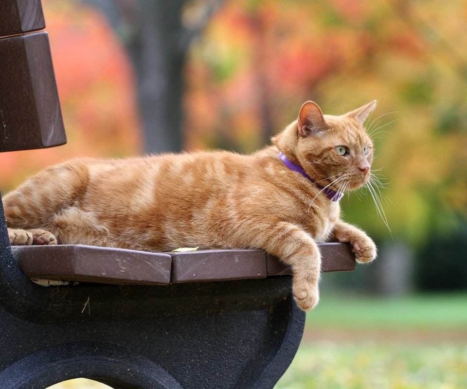 Обои кот, кошка, осень, скамейка, рыжий, боке, рыжий кот, cat, autumn, bench, red, bokeh, red cat разрешение 2560x1706 Загрузить