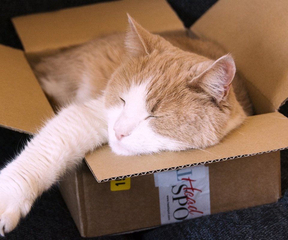 Обои кот, кошка, спит, ушки, рыжий, коробка, cat, sleeping, ears, red, box разрешение 3840x2160 Загрузить