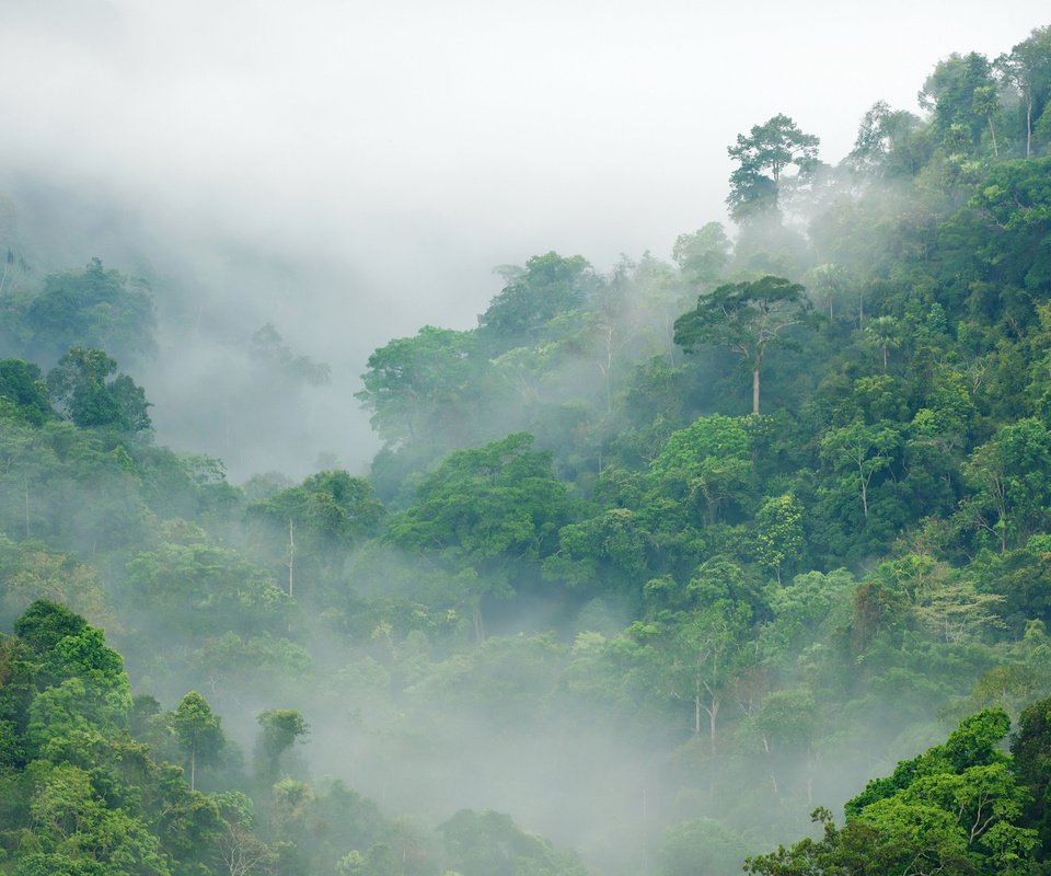 Обои деревья, лес, туман, тропики, джунгли, trees, forest, fog, tropics, jungle разрешение 3990x2660 Загрузить