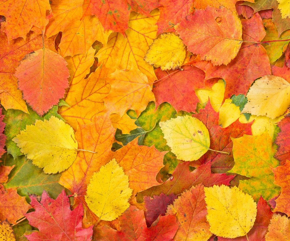Обои листья, листва, разноцветные, осень, опавшие, осенние, leaves, foliage, colorful, autumn, fallen разрешение 2880x1920 Загрузить