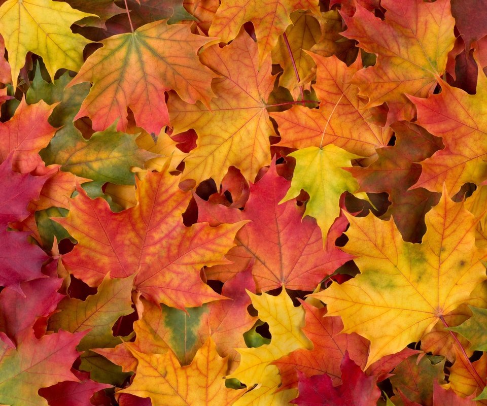 Обои листья, разноцветные, осень, клен, кленовый лист, leaves, colorful, autumn, maple, maple leaf разрешение 2876x1920 Загрузить