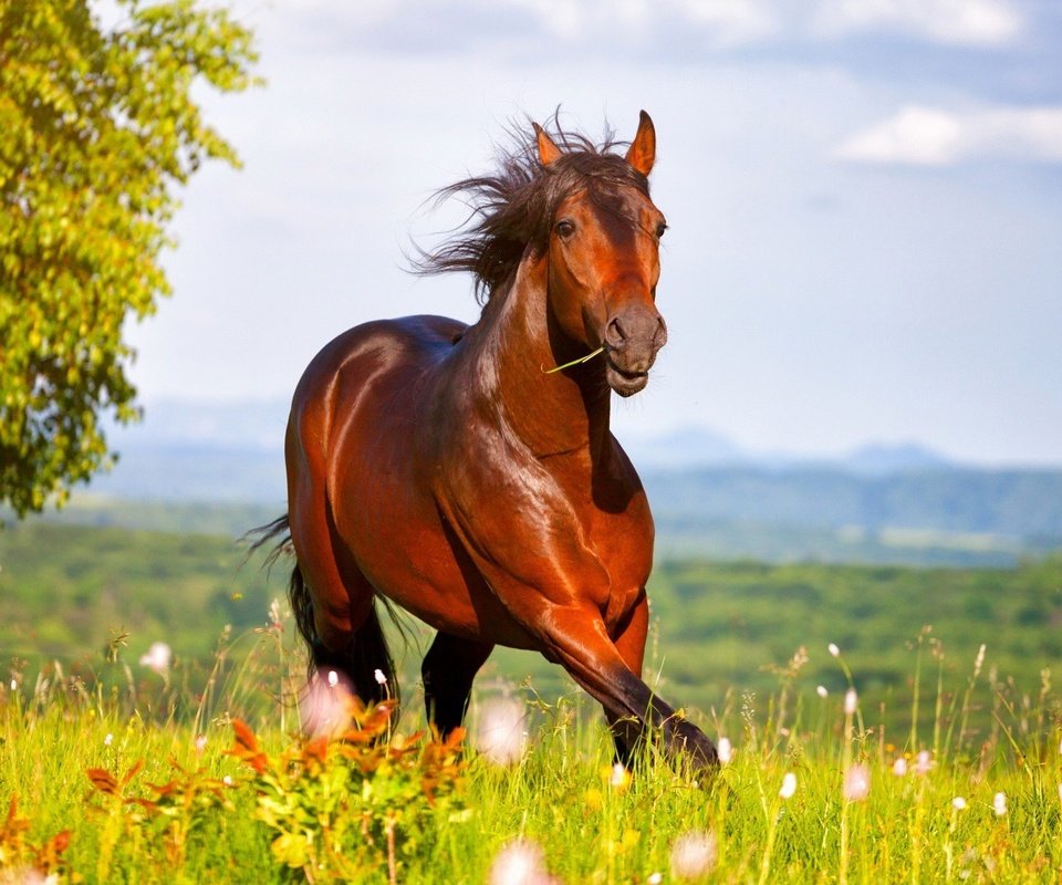 Обои небо, лошадь, трава, луг, конь, the sky, horse, grass, meadow разрешение 1920x1080 Загрузить