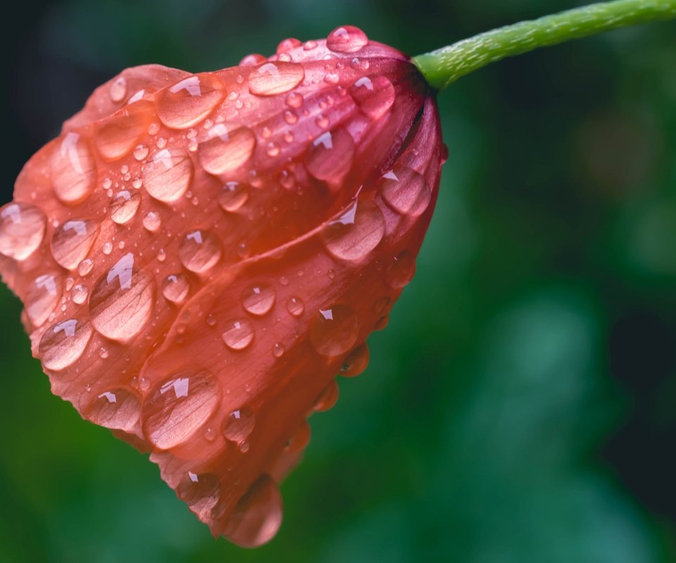 Обои макро, цветок, капли, мак, macro, flower, drops, mac разрешение 2048x1365 Загрузить