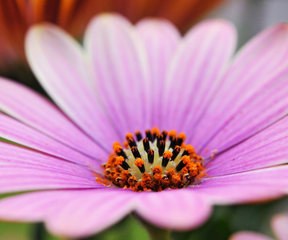 Обои макро, цветок, лепестки, остеоспермум, macro, flower, petals, osteospermum разрешение 3840x2400 Загрузить