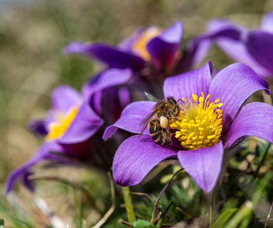 Обои цветы, природа, насекомое, весна, пчела, анемоны, сон-трава, прострел, flowers, nature, insect, spring, bee, anemones, sleep-grass, cross разрешение 2880x1920 Загрузить