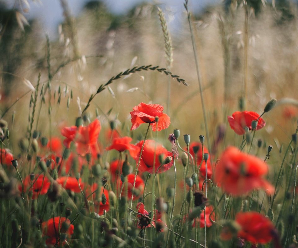 Обои цветы, поле, лепестки, красные, маки, flowers, field, petals, red, maki разрешение 2048x1365 Загрузить